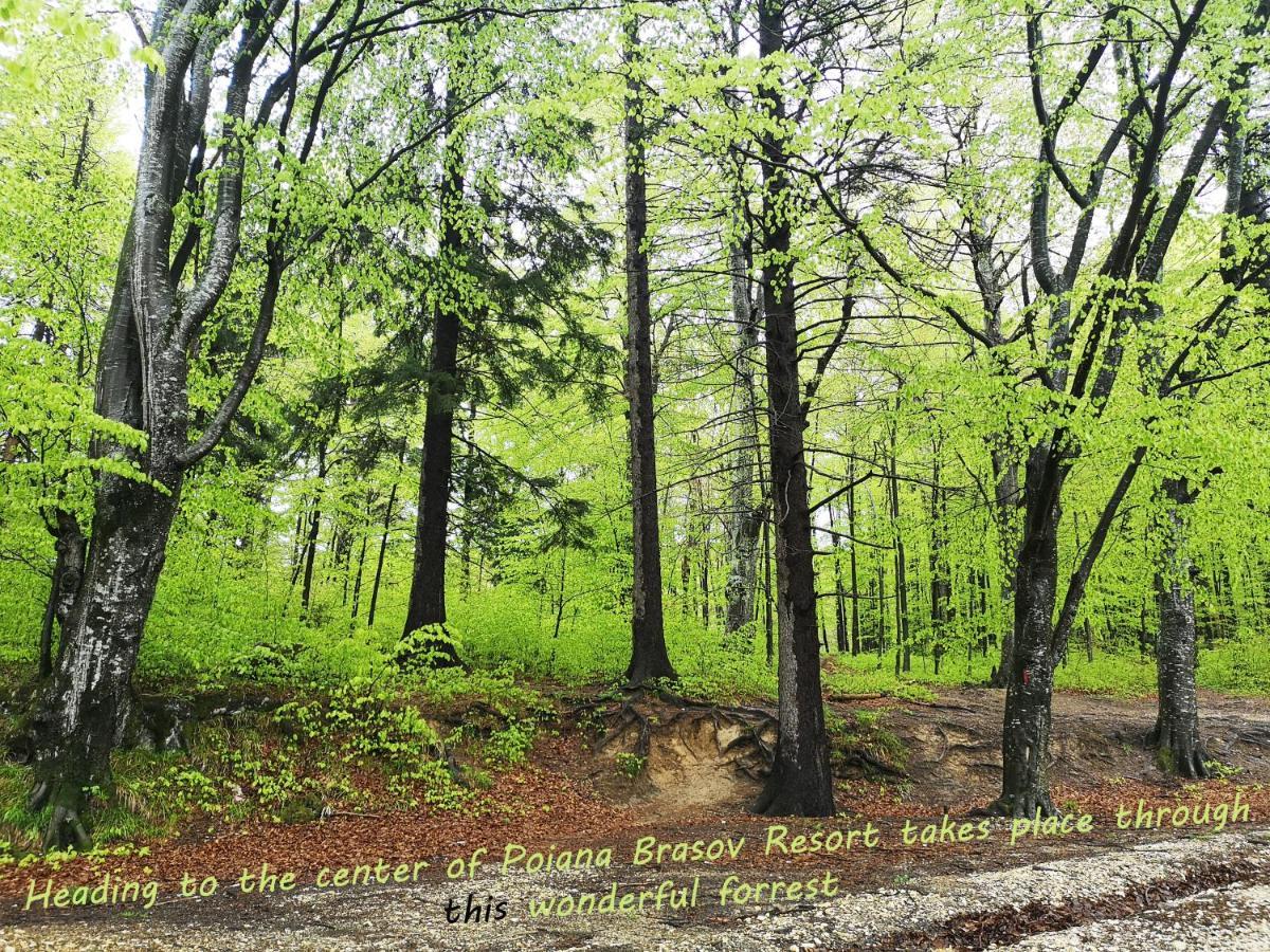 The Evergreen Nest - Silver Mountain Poiana Brasov Εξωτερικό φωτογραφία